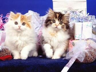 Cat Screensaver Screensavers