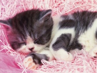 Cute Baby Kittens HD Wallpaper In Animals Imageci