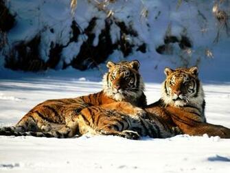 Two Tiger Show Love Wallpaper