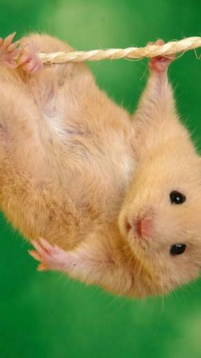 Green Animals Rope Hamster Acrobatics Cute Things Mobile Resolutions