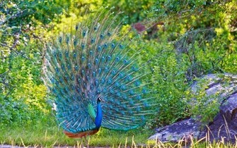 Peacock Wallpaper