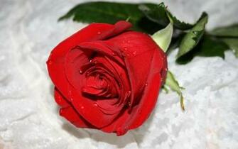 HD Wallpaper Nature Flowers Rose Image Pictures