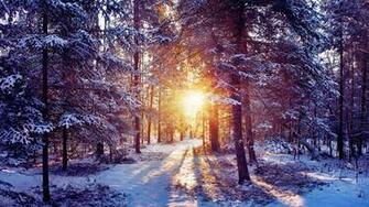 Wallpaper Sun Light Trees Forest Bush Snow 4k