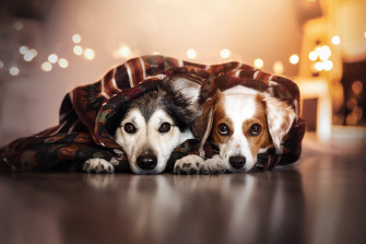 4k Dog Wallpaper Background Image