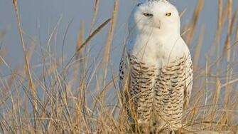 Snowy Owl Wallpaper