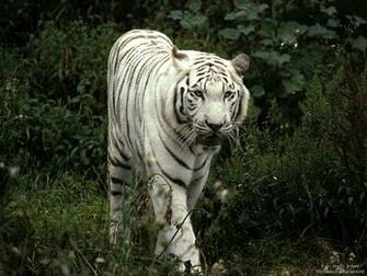 Wallpaper Pc Computer White Tiger
