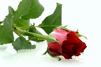 Single Red Rose Flower Wallpaper