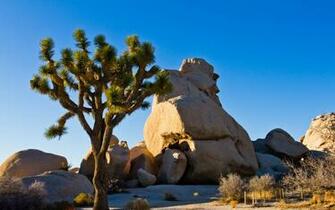 Joshua Tree National Park HD Wallpaper All