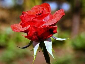 Top HD Roses Screensaver Wallpaper Red Widescreen