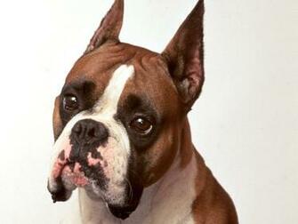 Boxers Cute Boxer