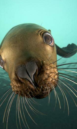 Cgi British Columbia Sea Lions Underwater Wallpaper