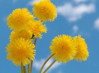 Dandelion Wallpaper