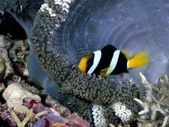 Fish Wallpaper Black White And Yellow