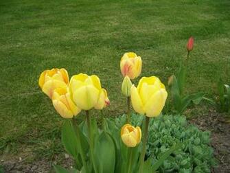 Spring Flowers Gardening Wallpaper