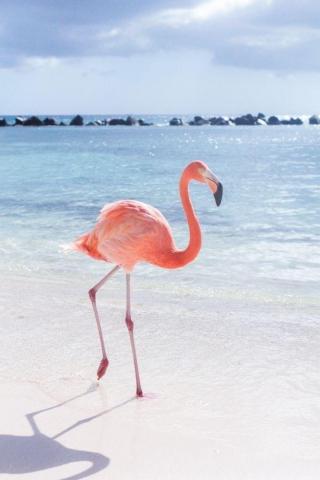 Flamingo Wallpaper For Android Teahub Io
