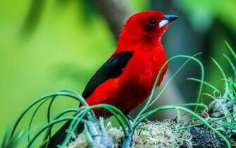 Red Bird With Black Wings Wallpaper Png Transparent Best Stock