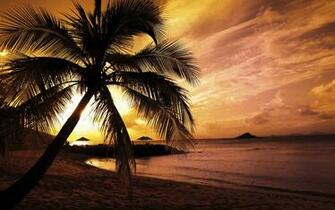 Sunset Palm Trees HD