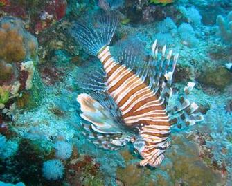 Cool HD Fish Clip Art Wallpaper Background In Animals Auto