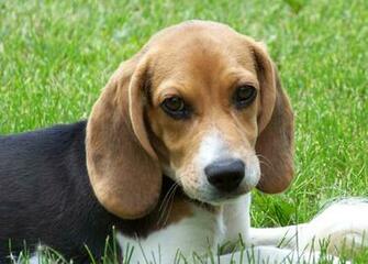 Description Cute Beagle Puppy Lilly Jpg