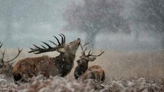 Wallpaper Deer Couple Grass Full HD 1080p