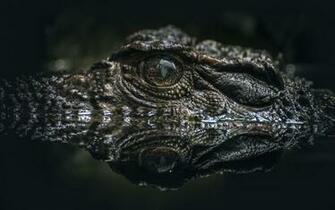 Alligator Wallpaper X Net