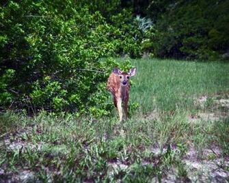White Tailed Deer Desktop Wallpaper