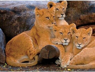 HD Lion Cubs Wallpaper
