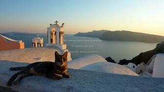 Relaxing The Shade Greece Santorini Cat