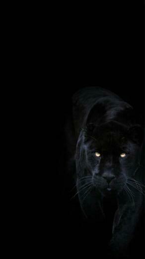 iPhone Wallpaper Black Felidae Darkness Whiskers Cat