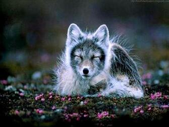 Beautiful Wallpaper For Desktop Arctic Fox HD