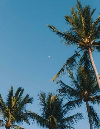 Tamarindo 1080p 2k 4k 5k HD Wallpaper