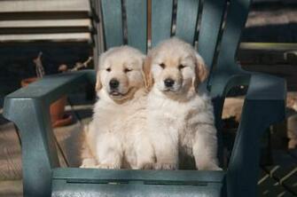 Golden Retriever Puppies Colorado Springs For