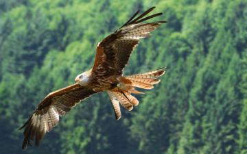 Flying Eagle Wallpaper
