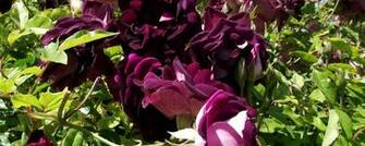 Wallpaper Roses Flowers Bushes Burgundy Sunny