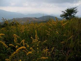 Source Url TriPadvisor Tourism G58309 Whitetop