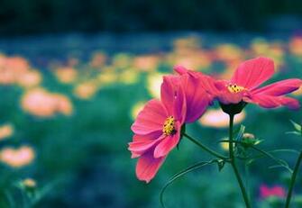 Cute Flower