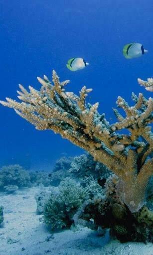 Android Wallpaper 3d Sea World HD Live Html