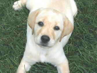 Cute Lab Puppy Wallpaper