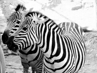 Zebra Desktop HD Wallpaper