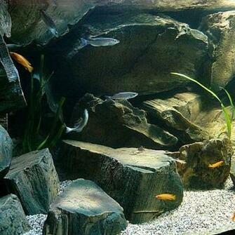 Malawi 3d Aquarium Background For Fish And Reptiles