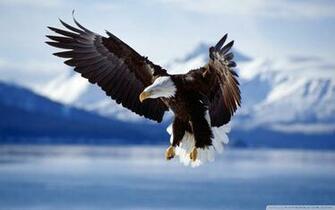 Bald Eagle Desktop Screensavers