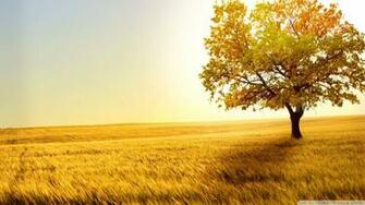 Landscape Nature Trees Fields 4k HD Desktop Wallpaper For