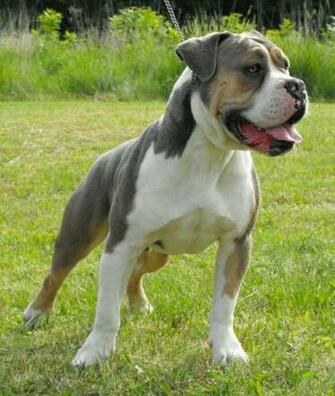 Olde English Bulldog S Fin Men Ovanlig F Rg
