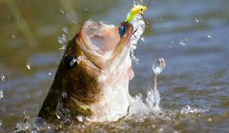 Bass Fishing Tips On Catch Big Largemouth