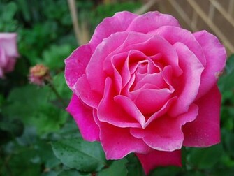 Pink Rose Wallpaper