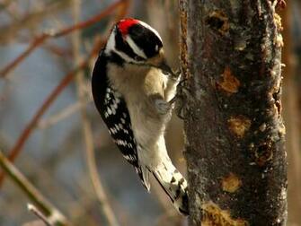 Downy Woodpecker Wallpaper HD