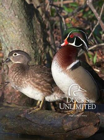 Wood Duck Wallpaper
