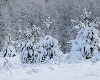Wallpaper Winter Tree Background