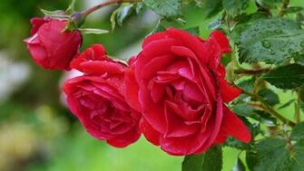 Spring Rain Drops Red Love Romance Emotions Life Nature Wallpaper