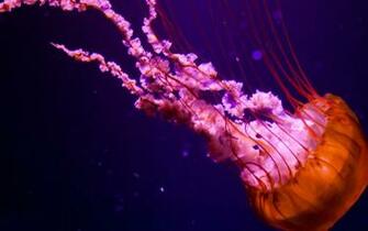 Jellyfish Wallpaper